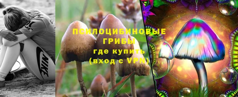 Псилоцибиновые грибы Psilocybine cubensis  Кувандык 